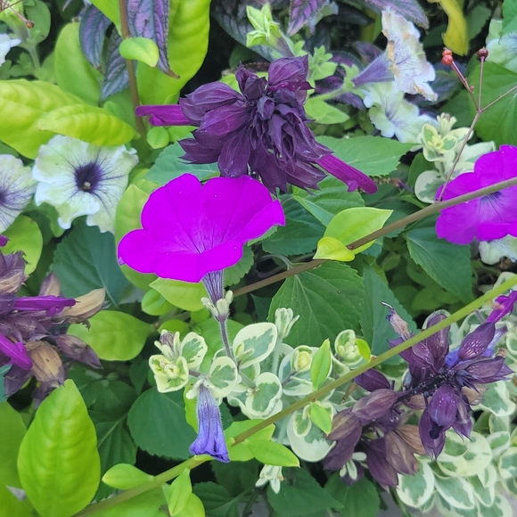 Meet your Posher, Leslie - Picture 2 of 4